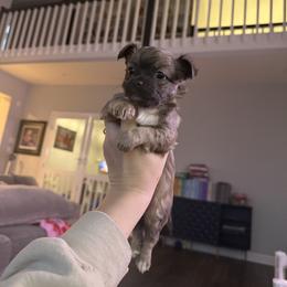 Chihuahua Puppies from Plum and Pom Kennel