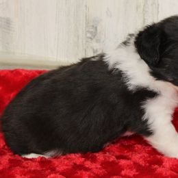 Butternut - Black tri male Miniature Australian Shepherd puppy in Lufkin, Texas from Texas Lil Cowdogs