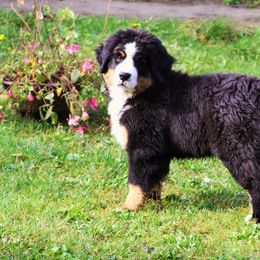 Bernese Mountain Dog Puppies from Lavender Hill Bernese
