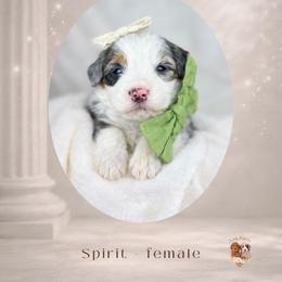 Girl 5 - female Bernedoodle puppy in Canton, Georgia from Teddy Puppies
