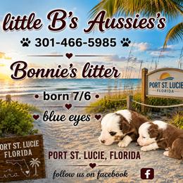 Red tri girl - Red tri female Miniature Australian Shepherd puppy in Port Saint Lucie, Florida from Charlene Brannon's Mini Australian Shepherds