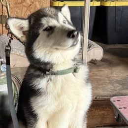 Alaskan Malamute puppies from Snowybleu Kennels