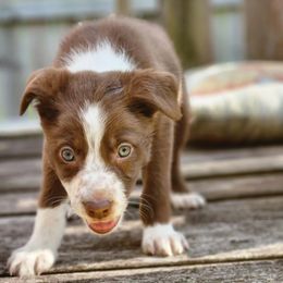 Girl 5 - White and red Border Collie puppy in Arcanum, Ohio from Machine Made Stock Dogs