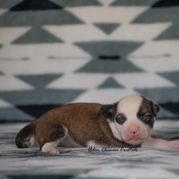 Chinese Crested Puppies from Qilin Chinese Crested
