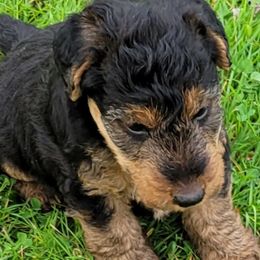 Welsh Terriers from Ashcreek Welsh Terriers