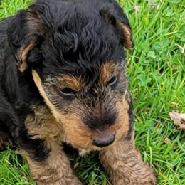 Welsh Terriers from Ashcreek Welsh Terriers