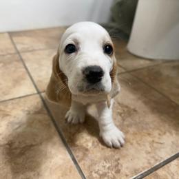 Girl 5 - Lemon and white female Basset Hound puppy in Brandon, Mississippi from Milton’s Bassets
