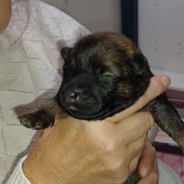 Yuma White Collar - Fawn male Eurasier puppy in Lakewood, Ohio from Exquisite Eurasier