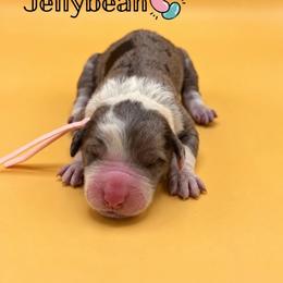 Jellybean - Blue merle female Aussiedoodle puppy in Paragould, Arkansas from AC Doodles & Corgis