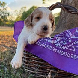 Purple - Parti male Goldendoodle puppy in Celina, Texas from Kennedy Doodles