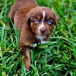 Captian America - Red tri-color male Australian Shepherd puppy in Silex, Missouri from Small Town Australian Shepherds