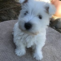 West Highland White Terrier Puppies from Festa farms