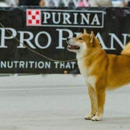 Shiba Inu and Siberian Huskies from Kim Quallio