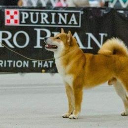 Shiba Inu and Siberian Huskies from Kim Quallio