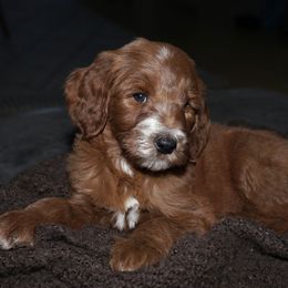 Goldendoodle Puppies from Beloved_doodles_WA
