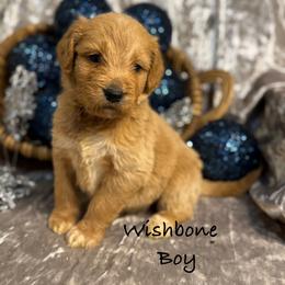 Wish Bone - Red  male Goldendoodle puppy in Rockville, Minnesota from Bracha Poodles & Doodles