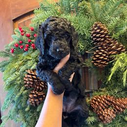 Tart - Phantom female Goldendoodle puppy in Fresno, California from CaliDoodles
