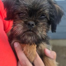 Ollie - Belge male Brussels Griffon puppy in Yucaipa, California from Griffs & Giggles Ranch - The Cortez Family