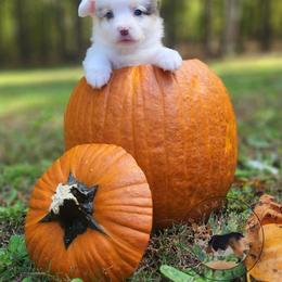 Roulette - Gray and white female American Corgi puppy in Cameron, North Carolina from Butts Family Corgis
