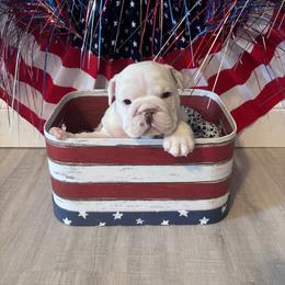 Girl 2 - female Bulldog puppy in Mount Airy, North Carolina from PrimeCut Bulldogs