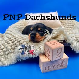 Kimi - Black and tan female Dachshund puppy in Ben Wheeler, Texas from P&P Dachshunds
