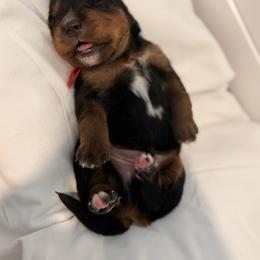Red Male - male Golden Mountain Dog puppy in Angier, North Carolina from Howard's Retrievers & Bernese