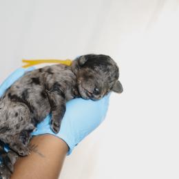 Bernedoodle Puppies from Crown Stephens Family Doodles