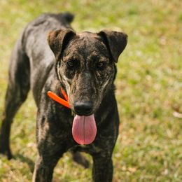 Damon - Heideterrier