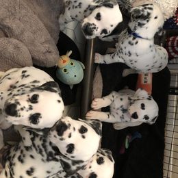 Dalmatian Puppies from Revere Dalmatians