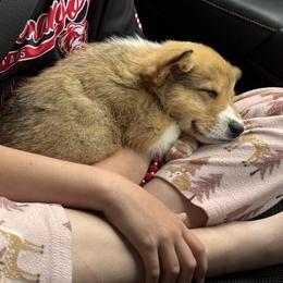 Pembroke Welsh Corgi Puppies from Sugarbush Corgis
