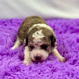 Ava - Chocolate merle female Bernedoodle puppy in Lancaster, Missouri from Cavapoo Acres