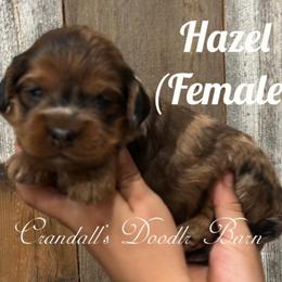 Hazel - Merle female Cockapoo puppy in Payson, Utah from Crandall’s Doodle Barn