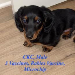 Hot Rod - Black and tan male Dachshund puppy in Cooper, Texas from Sassy Kat’s Dachshunds