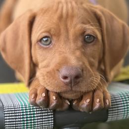 Boy -3rd pick - Golden rust male Vizsla puppy in Boaz, Alabama from MountainTop Vizslas