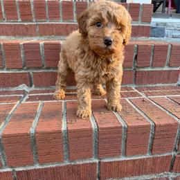 Fern - Red  female Goldendoodle puppy in Chesnee, South Carolina from Megan’s Spoiled Standards