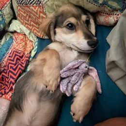 Dachshund Puppies from M & M Breeding