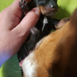 Rita - Black and tan female Dachshund puppy in Cedarcreek, Missouri from Cedarcreek Dachshunds
