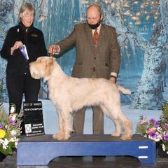 Nova - Spinone Italiano