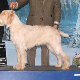 Nova - Spinone Italiano