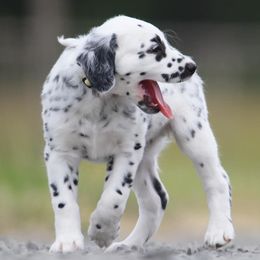 Sunshine - White and black female Dalmatian puppy in Cottage Grove, Oregon from Hidden Hills Dalmatians
