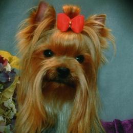 Yorkshire Terrier All Grown Up from Shelby Stevens