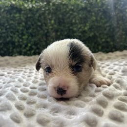 Memphis - Red merle and white male Cardigan Welsh Corgi puppy in Clio, Michigan from Old Oak Cardigans