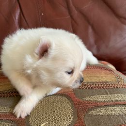 Boy3 - White male Pomeranian puppy in Houston, Texas from Lola’s Poms