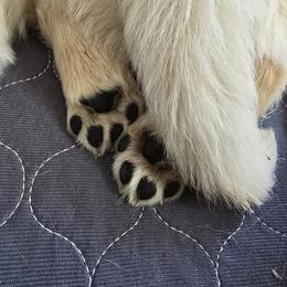 Golden Retriever Puppies from Sycamore Goldens