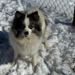 Prada - Blue merle female Pomeranian puppy in Willow Spring, North Carolina from GTBBF Pomeranians