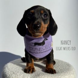 Nancy - Black and tan female Dachshund puppy in Royse City, Texas from Truehearted Miniature Dachshunds