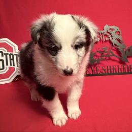 Left Blue Eye - Blue merle and white male Shetland Sheepdog puppy in Dayton, Ohio from Buckeye Shelties