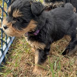 Purple - Black and silver female Miniature Schnauzer puppy in Sparta, North Carolina from New River Miniature Schnauzers and Anatolians