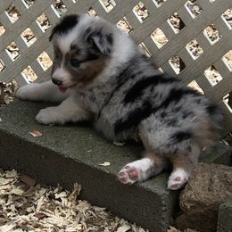 Australian Shepherd Puppies from Howell Aussies