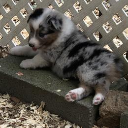 Australian Shepherd Puppies from Howell Aussies
